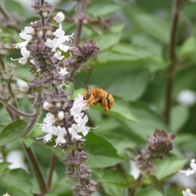 Amegilla (Asaropoda) bombiformis (Teddy Bear Bee) at WI Private Property - 3 Apr 2020 by wendie