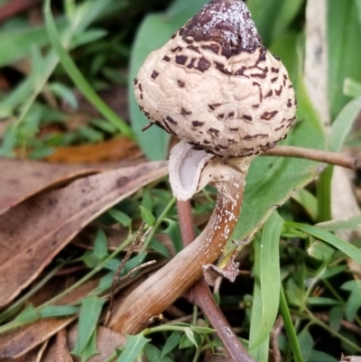 Chlorophyllum sp. at Paddys River, ACT - 20 Jun 2020 by Fiboa