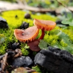 zz agaric (stem; gills not white/cream) at Paddys River, ACT - 20 Jun 2020 by Fiboa