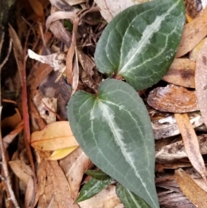 Clematis aristata at Paddys River, ACT - 20 Jun 2020