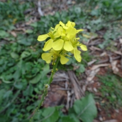 Sisymbrium orientale (Eastern Rocket) at Mount Ainslie to Black Mountain - 13 Jun 2020 by AndyRussell