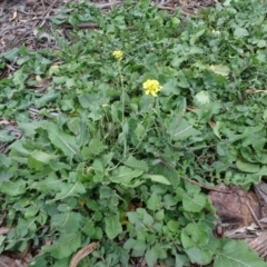 Sisymbrium orientale at Campbell, ACT - 13 Jun 2020