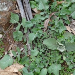 Sisymbrium orientale at Campbell, ACT - 13 Jun 2020