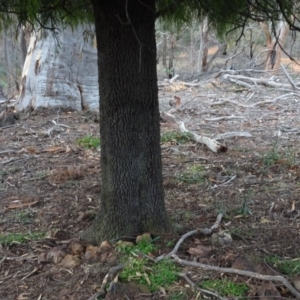 Exocarpos cupressiformis at Campbell, ACT - 13 Jun 2020