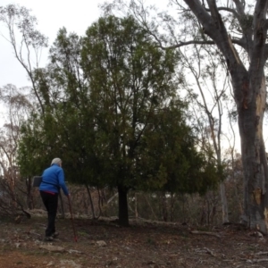 Exocarpos cupressiformis at Campbell, ACT - 13 Jun 2020 03:54 PM