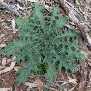 Cirsium vulgare at Campbell, ACT - 13 Jun 2020