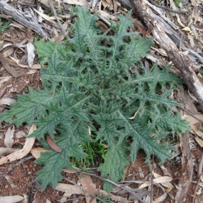 Cirsium vulgare (Spear Thistle) at Mount Ainslie to Black Mountain - 13 Jun 2020 by AndyRussell