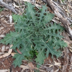 Cirsium vulgare (Spear Thistle) at Campbell, ACT - 13 Jun 2020 by AndyRussell