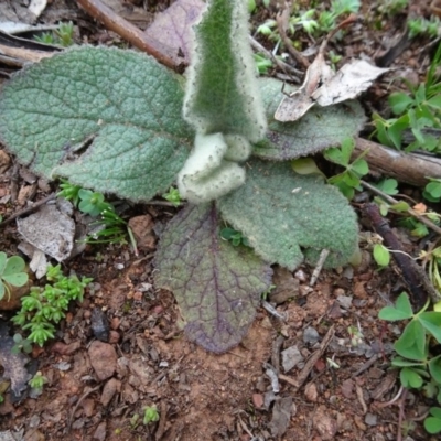 Verbascum thapsus subsp. thapsus (Great Mullein, Aaron's Rod) at Campbell, ACT - 13 Jun 2020 by AndyRussell