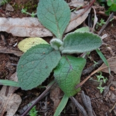 Verbascum thapsus subsp. thapsus at Campbell, ACT - 13 Jun 2020