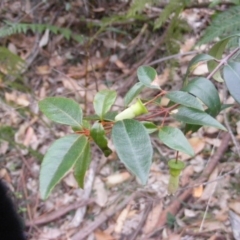 Correa baeuerlenii (Chef's Cap Correa) at Wapengo, NSW - 16 Jun 2020 by MichaelMulvaney