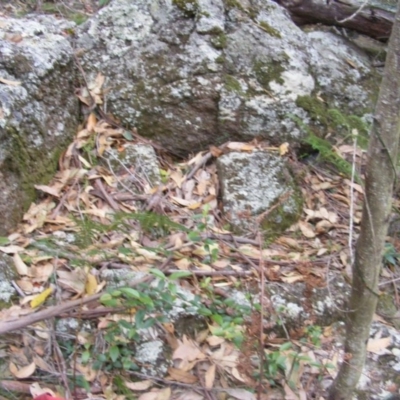 Correa baeuerlenii (Chef's Cap Correa) at Mimosa Rocks National Park - 16 Jun 2020 by MichaelMulvaney