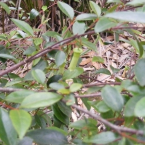 Correa baeuerlenii at Wapengo, NSW - 16 Jun 2020