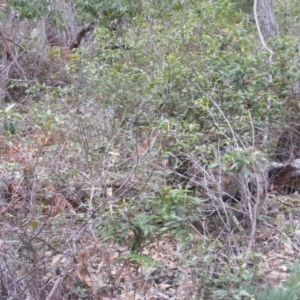 Correa baeuerlenii at Wapengo, NSW - 16 Jun 2020