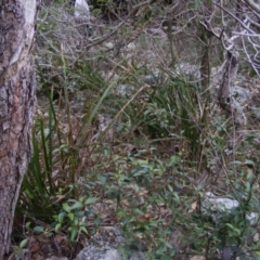 Correa baeuerlenii at Wapengo, NSW - 16 Jun 2020 04:09 PM
