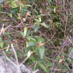 Correa baeuerlenii (Chef's Cap Correa) at Wapengo, NSW - 16 Jun 2020 by MichaelMulvaney