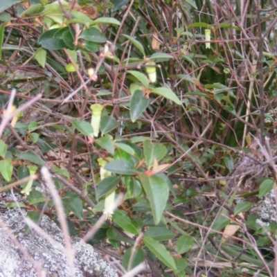 Correa baeuerlenii (Chef's Cap Correa) at Mimosa Rocks National Park - 16 Jun 2020 by MichaelMulvaney