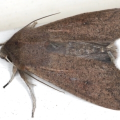 Mythimna (Pseudaletia) convecta (Common Armyworm) at Ainslie, ACT - 20 Jun 2020 by jb2602