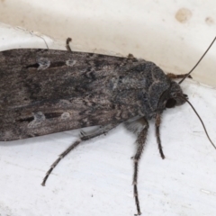 Agrotis infusa (Bogong Moth, Common Cutworm) at Ainslie, ACT - 20 Jun 2020 by jbromilow50