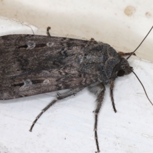 Agrotis infusa at Ainslie, ACT - 20 Jun 2020