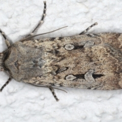 Agrotis infusa at Ainslie, ACT - 20 Jun 2020 09:24 PM