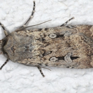 Agrotis infusa at Ainslie, ACT - 20 Jun 2020 09:24 PM