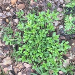 Cerastium glomeratum (Sticky Mouse-ear Chickweed) at Hackett, ACT - 21 Jun 2020 by WalterEgo