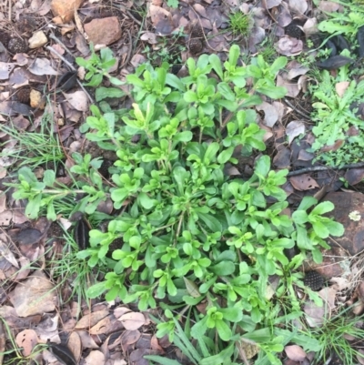 Cerastium glomeratum (Sticky Mouse-ear Chickweed) at Hackett, ACT - 21 Jun 2020 by WalterEgo