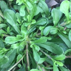 Cerastium glomeratum at Hackett, ACT - 22 Jun 2020