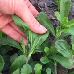 Cerastium glomeratum at Hackett, ACT - 22 Jun 2020