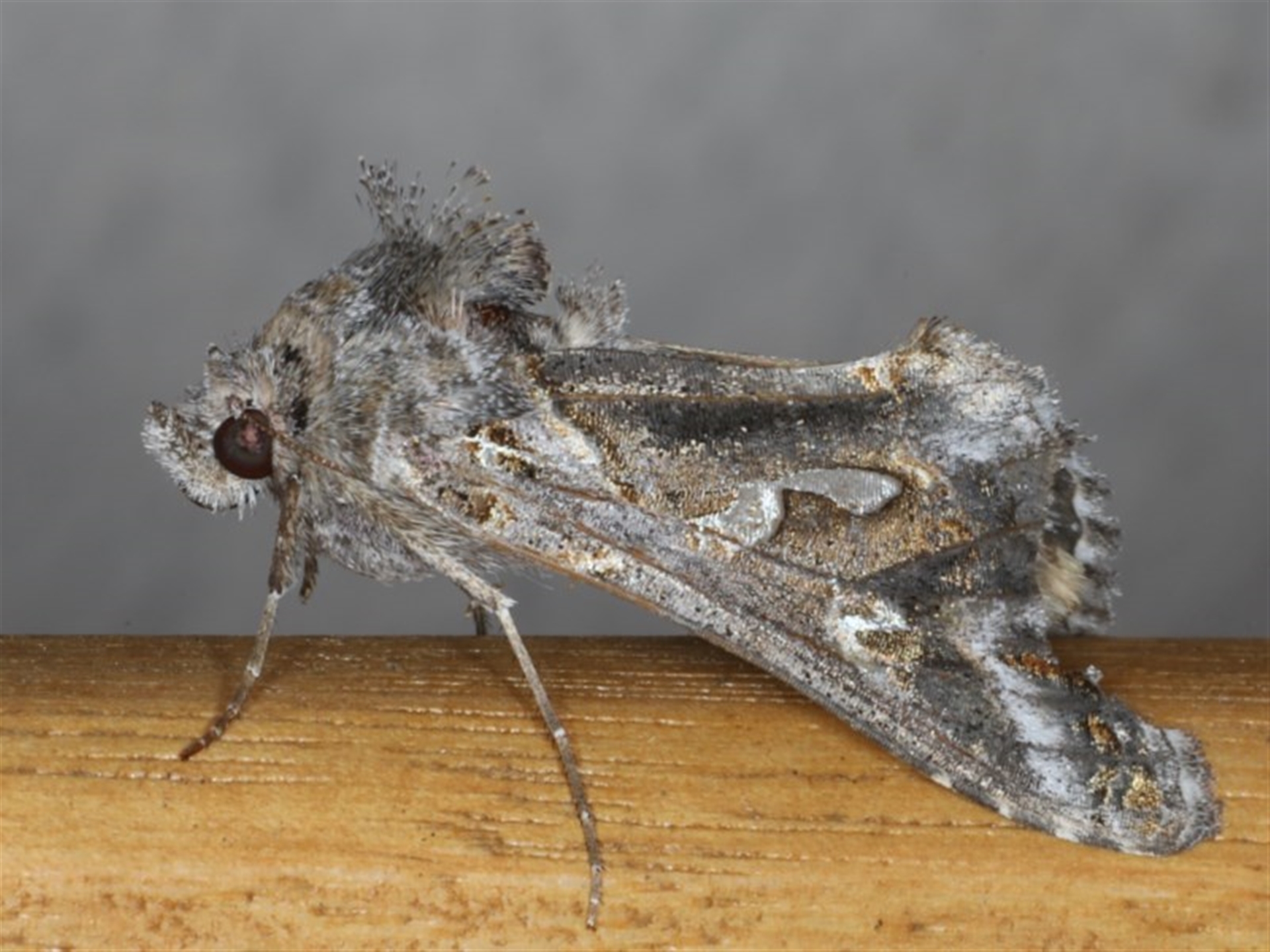 Chrysodeixis argentifera at Ainslie, ACT - 16 Jun 2020 09:46 PM