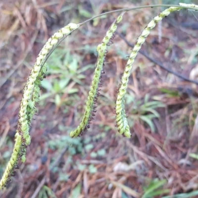 Paspalum dilatatum (Paspalum) at Isaacs, ACT - 21 Jun 2020 by Mike