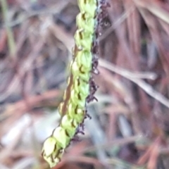 Paspalum dilatatum at Isaacs, ACT - 21 Jun 2020