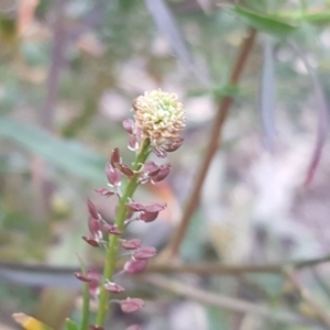 Lepidium hyssopifolium at Farrer, ACT - 20 Jun 2020