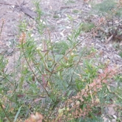 Lepidium hyssopifolium at Farrer, ACT - 20 Jun 2020