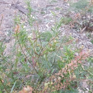 Lepidium hyssopifolium at Farrer, ACT - 20 Jun 2020