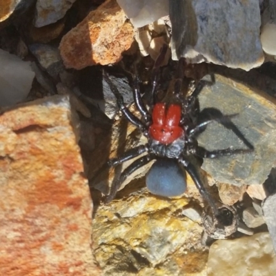 Missulena occatoria (Red-headed Mouse Spider) at Rugosa - 20 Jun 2020 by SenexRugosus