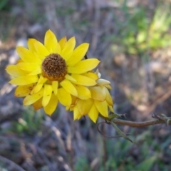 Xerochrysum viscosum (Sticky Everlasting) at Rugosa - 28 May 2020 by SenexRugosus