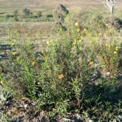 Xerochrysum viscosum at Yass River, NSW - 28 May 2020