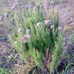 Chrysocephalum semipapposum (Clustered Everlasting) at Yass River, NSW - 27 May 2020 by SenexRugosus