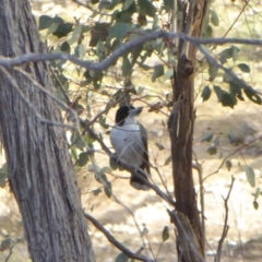 Cracticus torquatus (Grey Butcherbird) at Yass River, NSW - 17 Jun 2020 by SenexRugosus