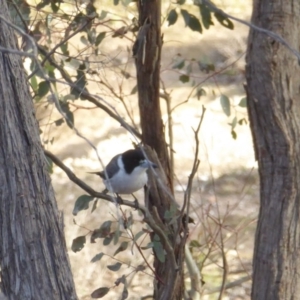 Cracticus torquatus at Yass River, NSW - 17 Jun 2020