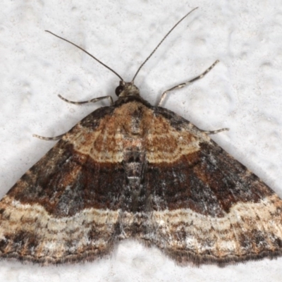 Epyaxa subidaria (Subidaria Moth) at Ainslie, ACT - 15 Jun 2020 by jb2602