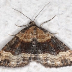 Epyaxa subidaria (Subidaria Moth) at Ainslie, ACT - 15 Jun 2020 by jbromilow50