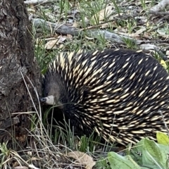 Tachyglossus aculeatus (Short-beaked Echidna) at Wanniassa Hill - 22 Jun 2020 by RAllen