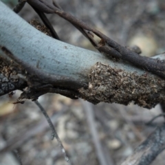 Papyrius nitidus (Shining Coconut Ant) at Hughes, ACT - 17 Jun 2020 by JackyF