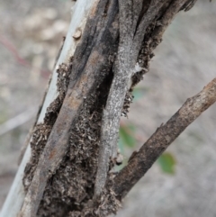 Papyrius nitidus at Hughes, ACT - suppressed