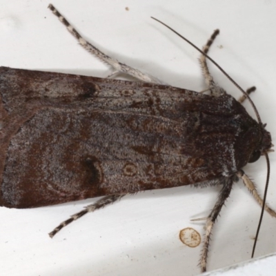 Agrotis porphyricollis (Variable Cutworm) at Ainslie, ACT - 15 Jun 2020 by jb2602