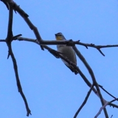 Pardalotus punctatus (Spotted Pardalote) at Red Hill Nature Reserve - 21 Jun 2020 by JackyF