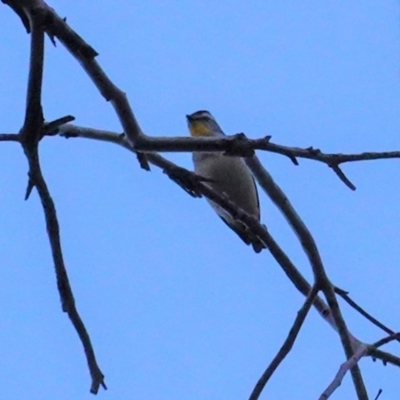 Pardalotus punctatus (Spotted Pardalote) at Deakin, ACT - 21 Jun 2020 by JackyF